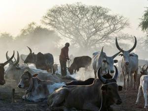 15 killed, 7 wounded in South Sudan cattle raid