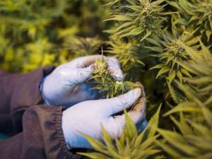 Rwanda approves cannabis production for export