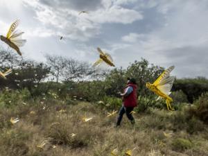 Desert Locusts on Their Way to Rwanda – Meteorology Agency