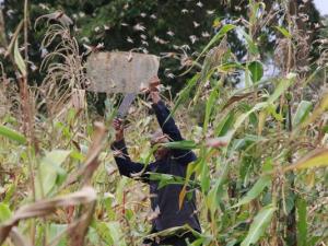 Uganda to deploy soldiers to tackle locust invasion