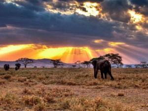 Serengeti named Africa’s leading National Park at World Travel Awards